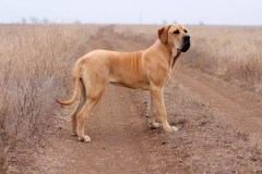 fila_brasileiro_10
