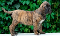 fila_brasileiro_12
