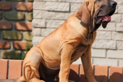 fila_brasileiro_13