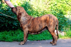 fila_brasileiro_14