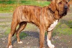 fila_brasileiro_15