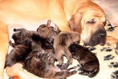 fila_brasileiro_16