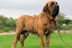 fila_brasileiro_19