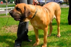 fila_brasileiro_6