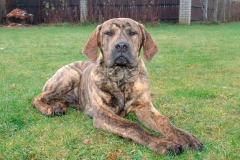 fila_brasileiro_7