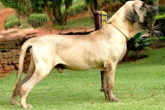 fila_brasileiro_8