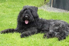 flandrskij_buve_005_768573