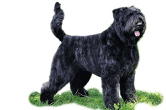 flandrskij_buve_007_768573