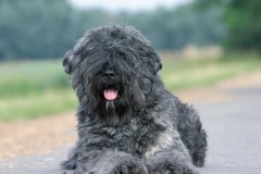 flandrskij_buve_008_768573