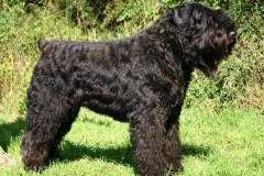 flandrskij_buve_010_768573