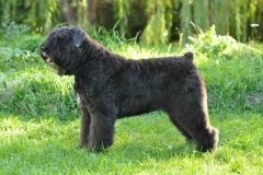 flandrskij_buve_011_768573