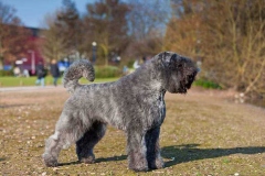 flandrskij_buve_012_768573