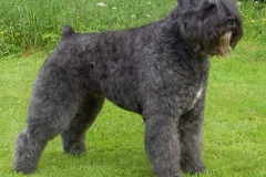 flandrskij_buve_013_768573