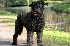 flandrskij_buve_014_768573