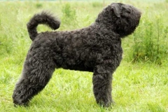 flandrskij_buve_015_768573