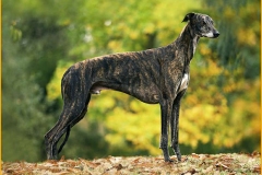 greyhound_006