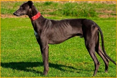 greyhound_007