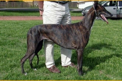 greyhound_008
