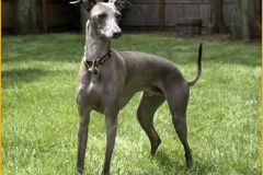 greyhound_009
