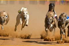 greyhound_010