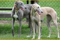 greyhound_012
