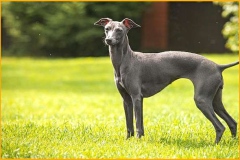greyhound_015