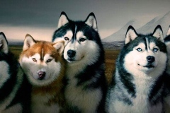 haski11_9756733654747