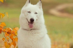 haski12_9756733654747