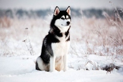 haski16_9756733654747