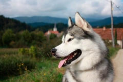 haski18_9756733654747