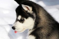 haski19_9756733654747