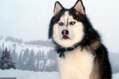 haski5_9756733654747