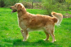 hovard_006 hovard_006