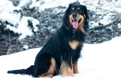 hovard_007 hovard_007