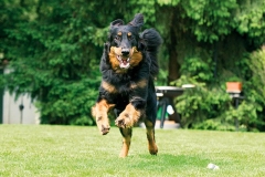 hovard_008 hovard_008