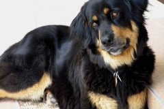 hovard_012 hovard_012