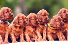 irlandskii_setter_kras_008_76868