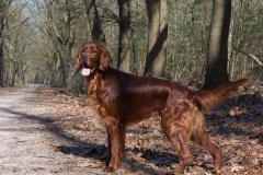 irlandskii_setter_kras_012_76868