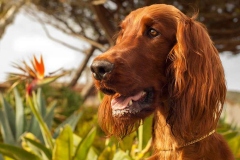 irlandskii_setter_kras_013_76868