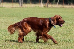 irlandskii_setter_kras_014_76868