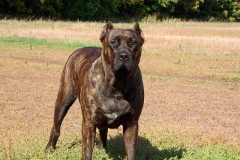 kanarskij_dog_10 kanarskij_dog_10