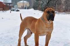 kanarskij_dog_11 kanarskij_dog_11