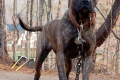 kanarskij_dog_12 kanarskij_dog_12