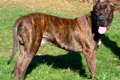 kanarskij_dog_13 kanarskij_dog_13