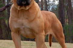 kanarskij_dog_19 kanarskij_dog_19