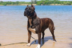 kanarskij_dog_5 kanarskij_dog_5