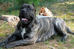 kanarskij_dog_7 kanarskij_dog_7