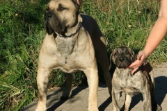 kanarskij_dog_8 kanarskij_dog_8