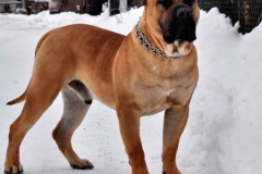 kanarskij_dog_9 kanarskij_dog_9