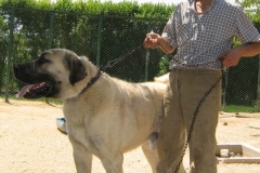 kangal_12